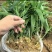 黄精全部品种苗