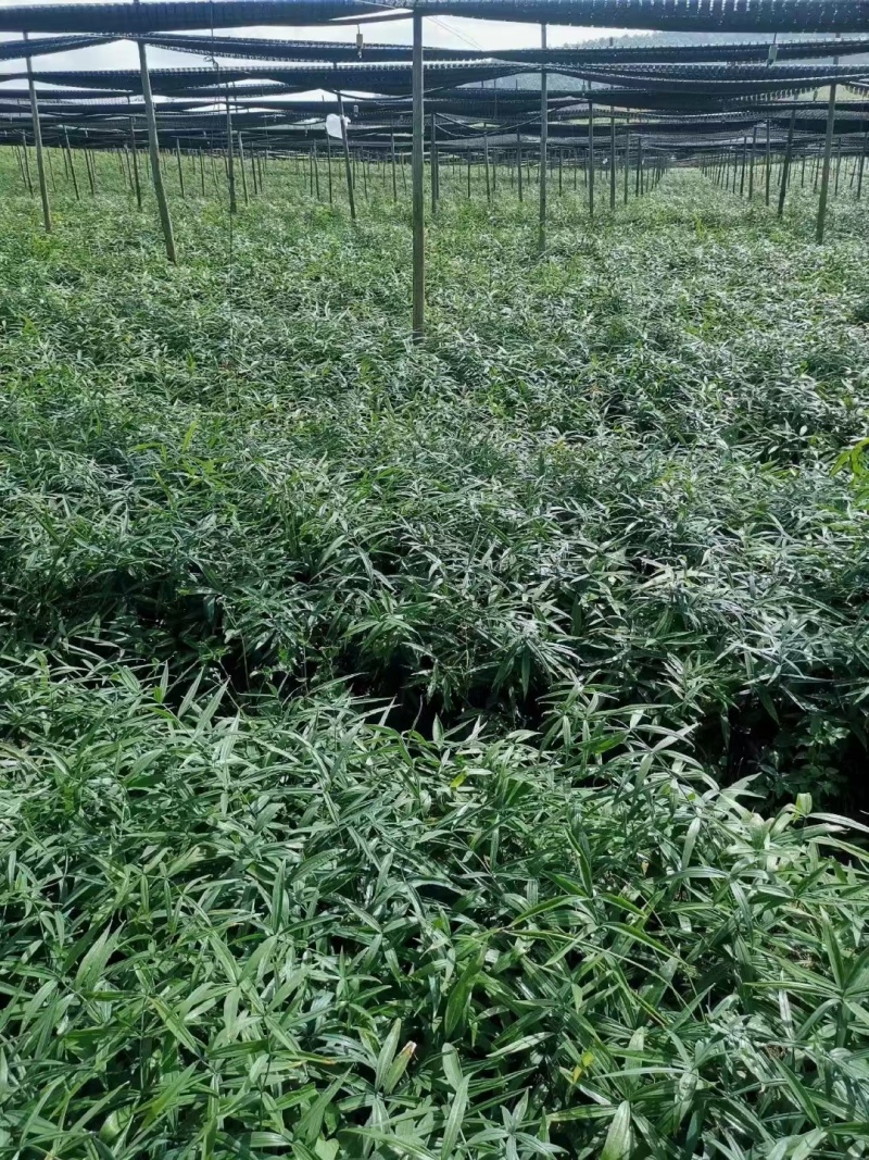 黄精全部品种苗
