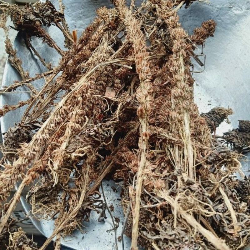 瓦松1公斤中药材瓦松花流苏阿松向天草酸塔天王铁