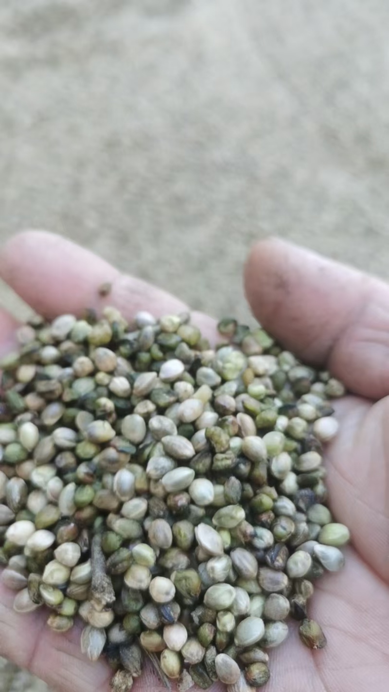 火麻仁中药材脱壳火麻仁火麻籽规格齐全厂家直销品质保证