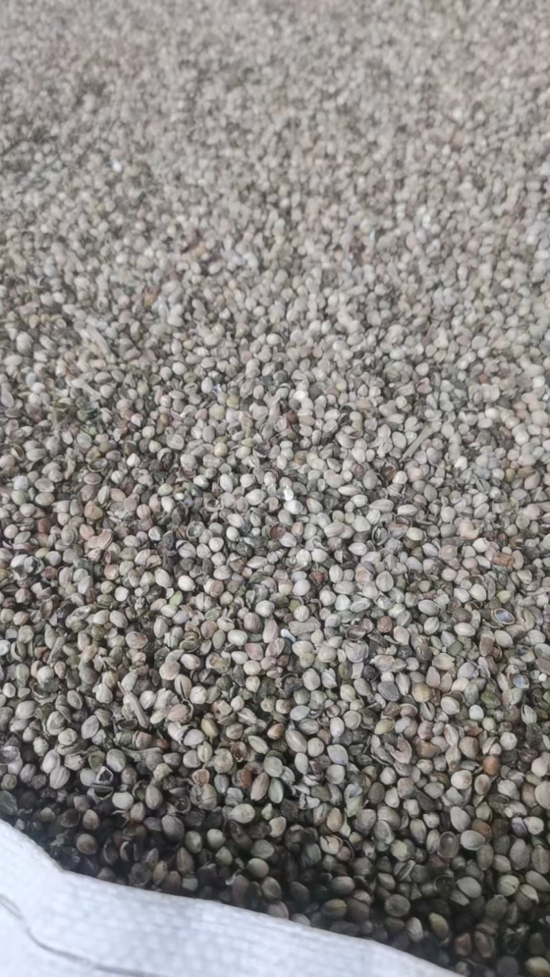 火麻仁中药材脱壳火麻仁火麻籽规格齐全厂家直销品质保证