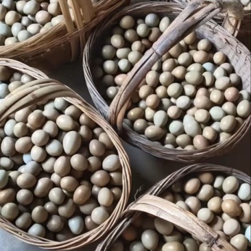 真正散养鸡蛋，破损包赔，营养丰富建康美味保证质量，包运费