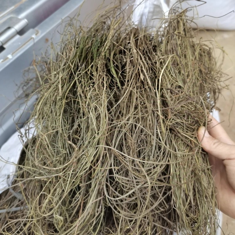 中药材无根藤1公斤菟丝子草菟丝藤无娘藤菟丝草罗网藤