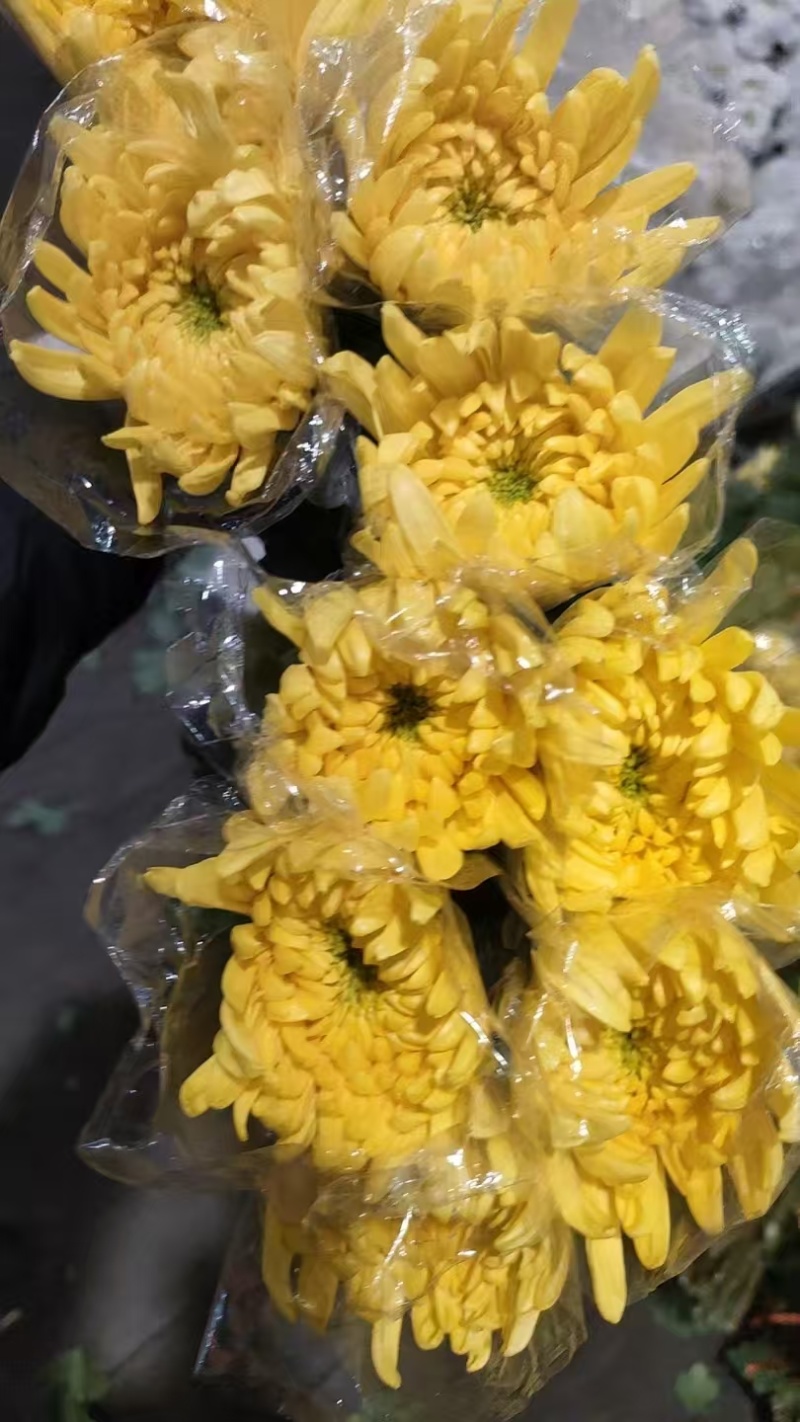 菊花基地全国发货，批发白菊花，黄菊花！