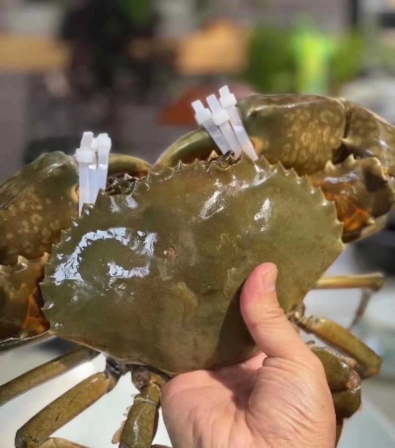 膏蟹