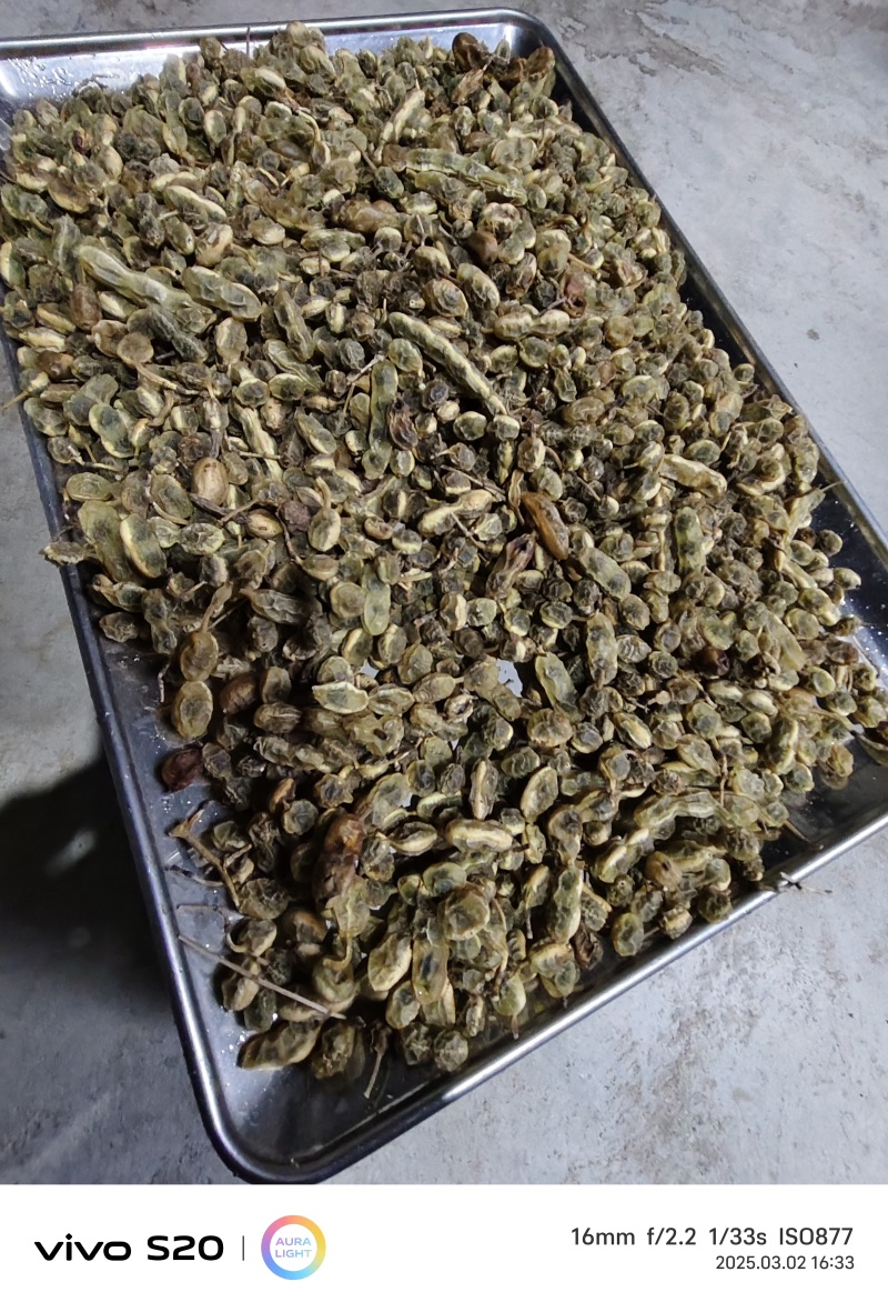 槐角中药材