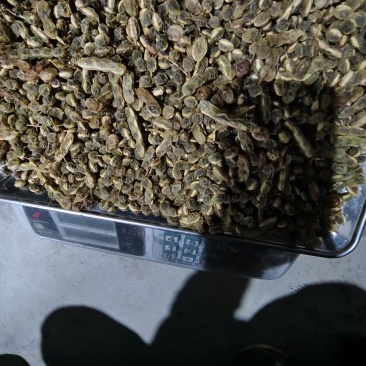 槐角中药材