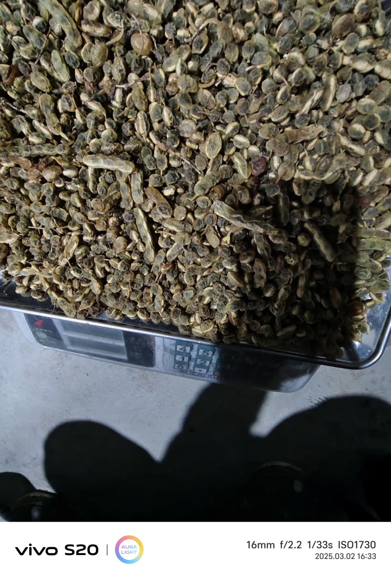 槐角中药材