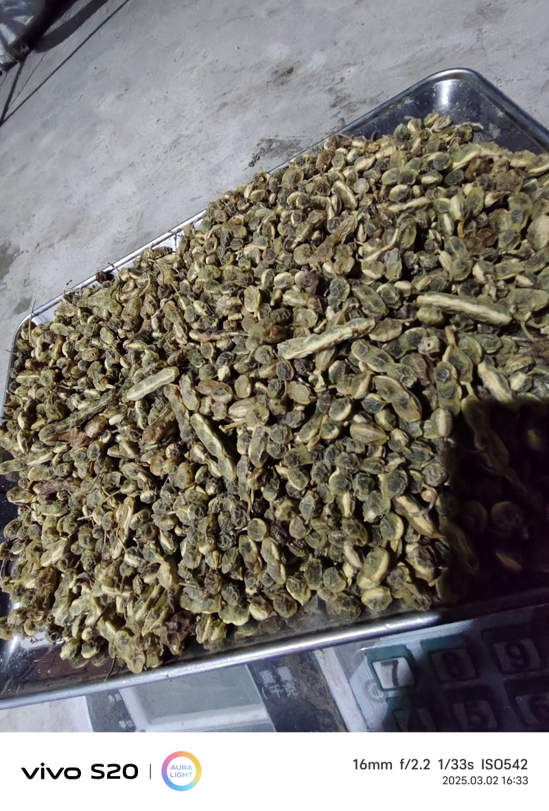 槐角中药材