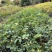 九里香花卉盆景袋苗绿化苗九里香杯苗产地直供