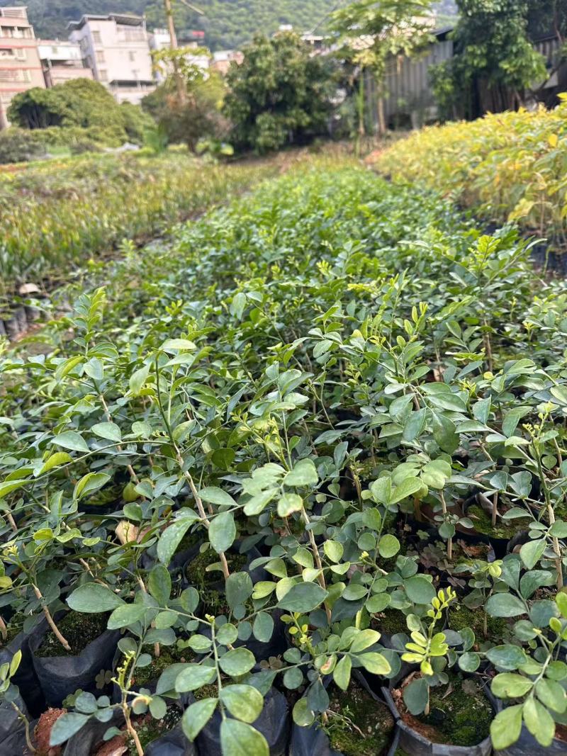 九里香花卉盆景袋苗绿化苗九里香杯苗产地直供