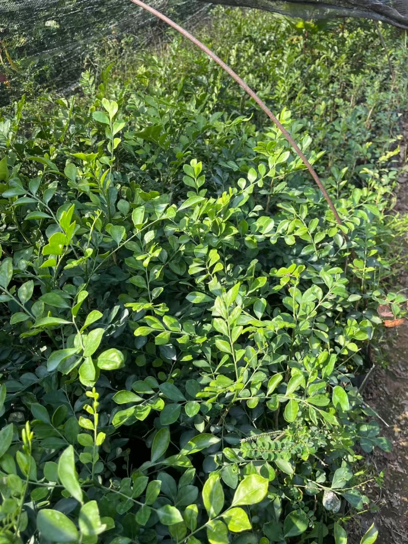 九里香花卉盆景袋苗绿化苗九里香杯苗产地直供