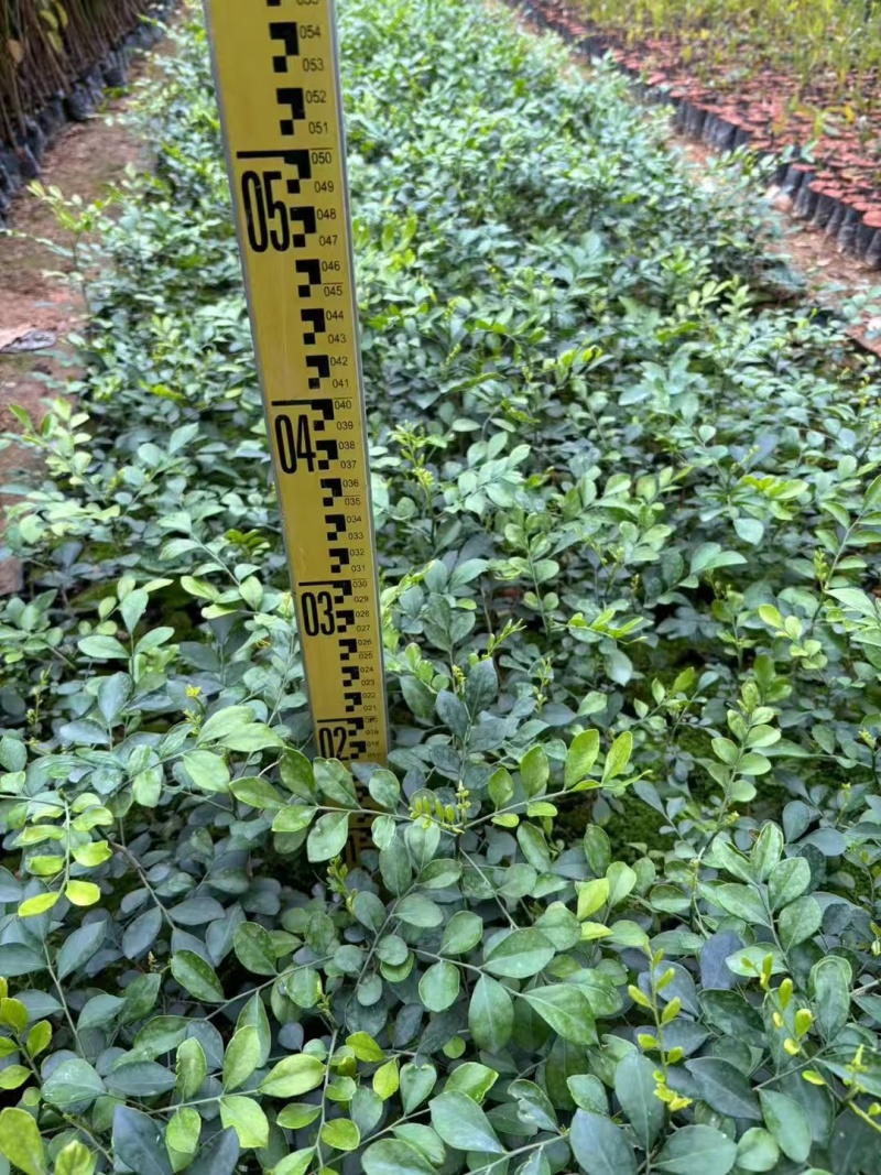 九里香花卉盆景袋苗绿化苗九里香杯苗产地直供