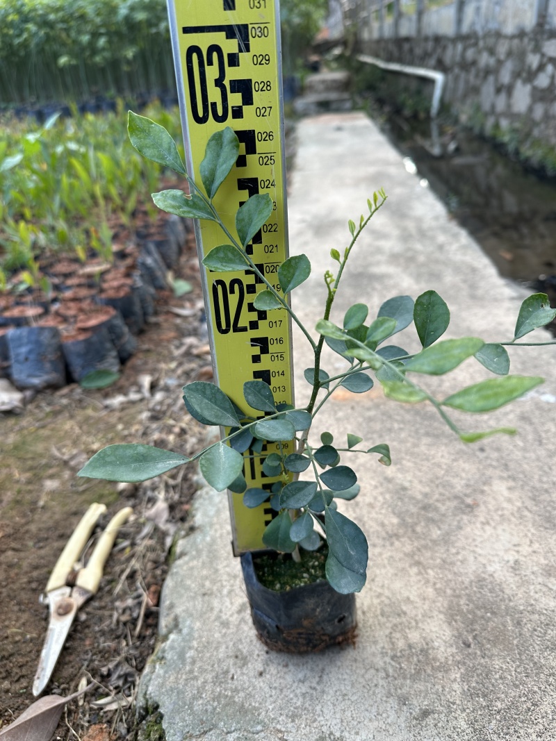 九里香花卉盆景袋苗绿化苗九里香杯苗产地直供