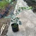 九里香花卉盆景袋苗绿化苗九里香杯苗产地直供