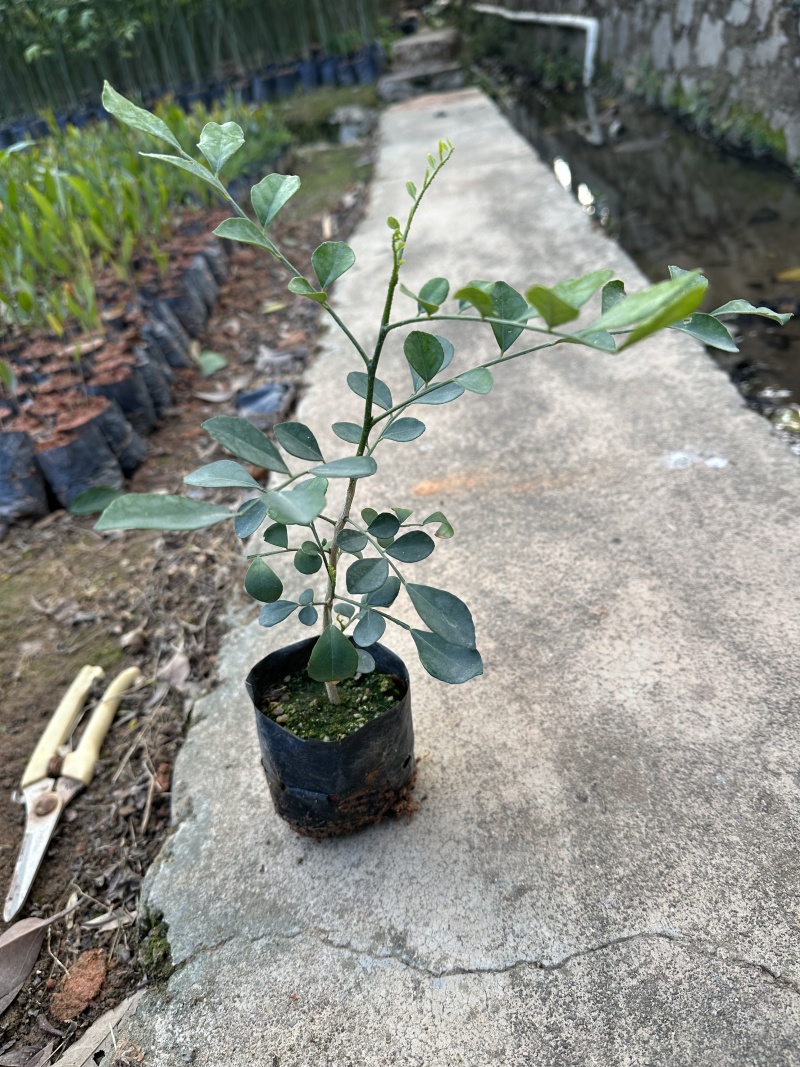 九里香花卉盆景袋苗绿化苗九里香杯苗产地直供