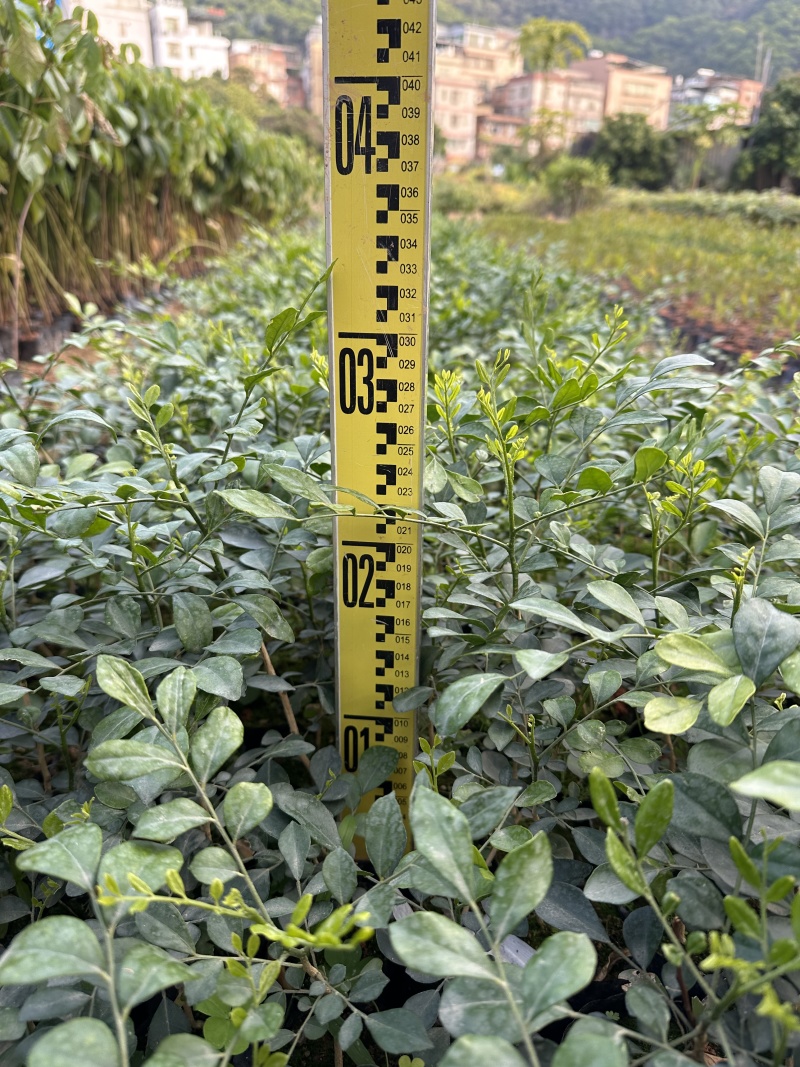 九里香花卉盆景袋苗绿化苗九里香杯苗产地直供