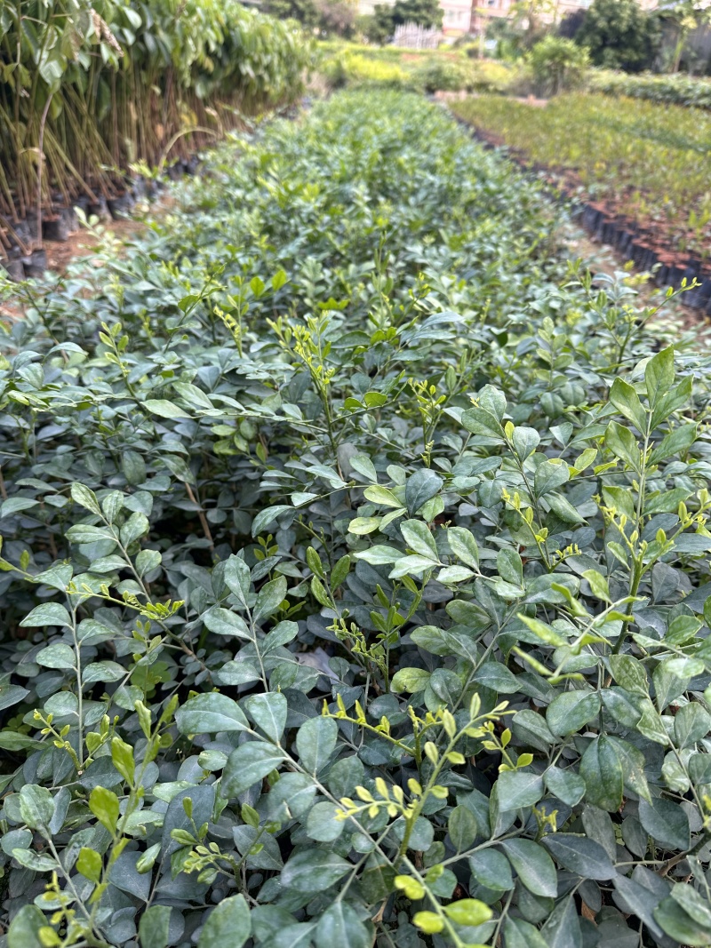 九里香花卉盆景袋苗绿化苗九里香杯苗产地直供