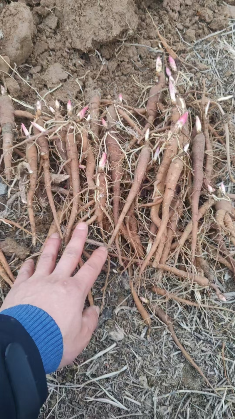 需要赤芍苗的联系