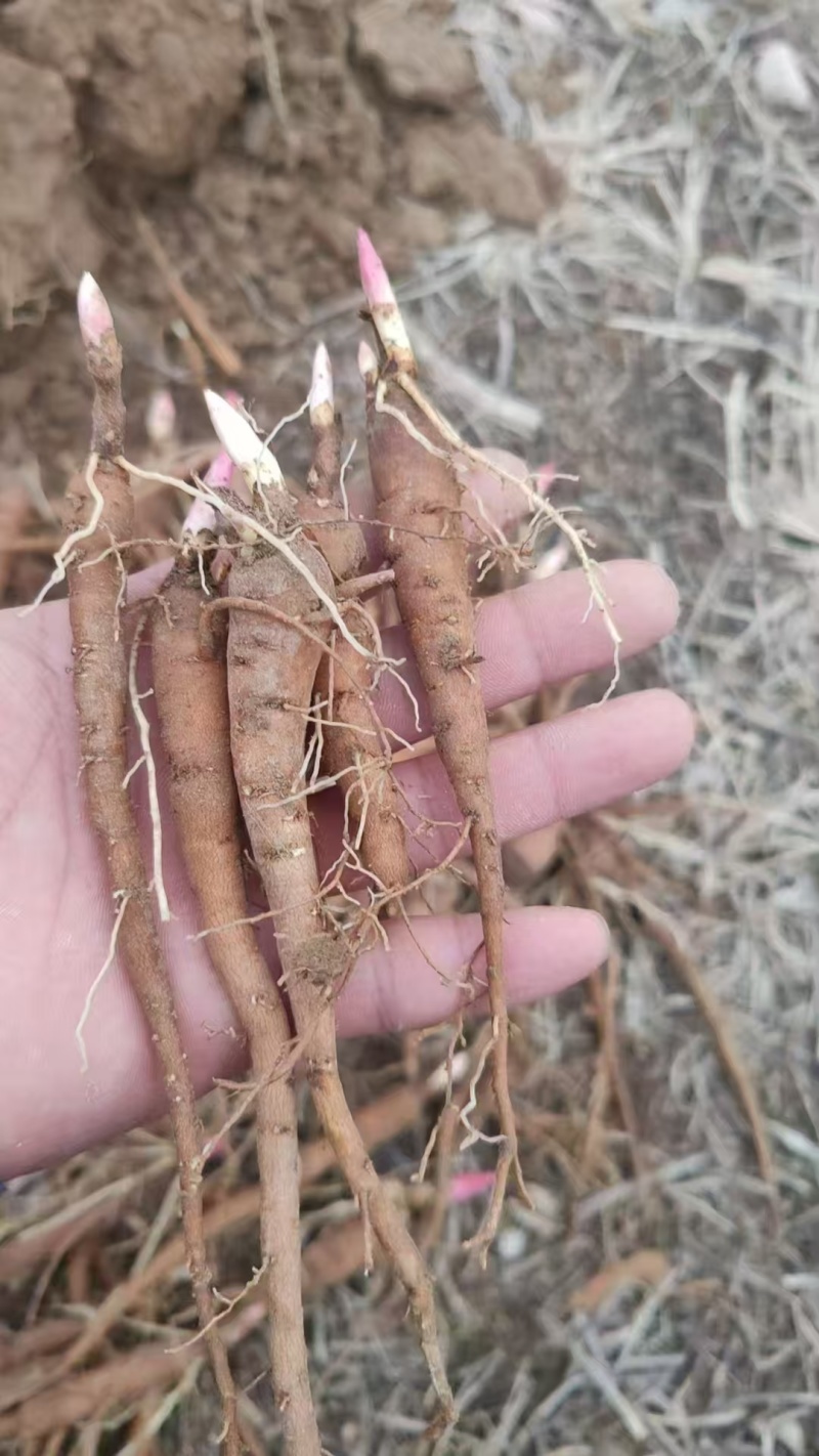 需要赤芍苗的联系