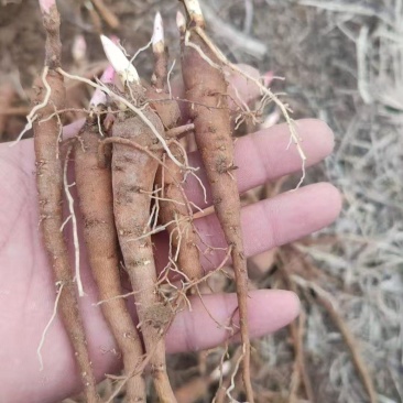 需要赤芍苗的联系