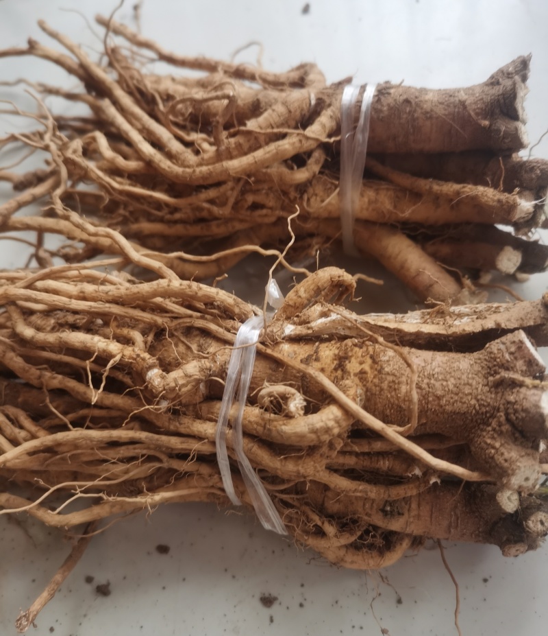 伏牛山白黄芪，也叫土黄芪，金钱根，圆叶锦葵属，炖汤滋补品