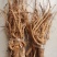 伏牛山白黄芪，也叫土黄芪，金钱根，圆叶锦葵属，炖汤滋补品