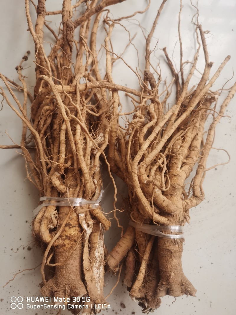 伏牛山白黄芪，也叫土黄芪，金钱根，圆叶锦葵属，炖汤滋补品