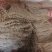 温县山药粉皮/温县产区直发/货源充足/欢迎选购