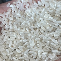 圆粒黄米酿酒用酒米