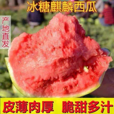美都西瓜/麒麟西瓜/无籽西瓜/8424/西瓜全国代办代收