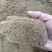 龙胆草种子中药材观花种子草龙胆山龙胆种子可阳台庭院