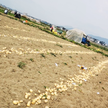 稀森土豆，一亩田。果形好饱满4两以上精品