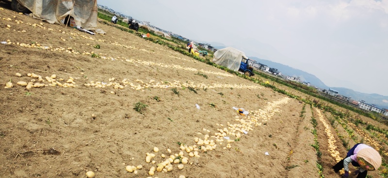 稀森土豆，一亩田。果形好饱满4两以上精品