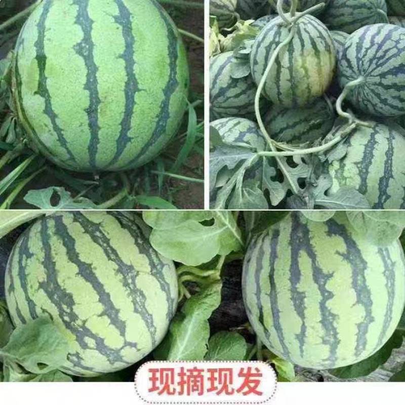 山西西瓜/美都西瓜/麒麟西瓜/无籽西瓜/8424全国发货