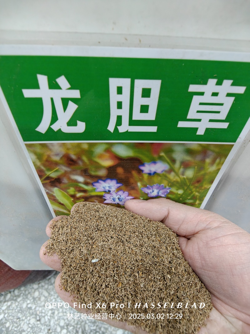 龙胆草种子中药材观花种子草龙胆山龙胆种子可阳台庭院种植