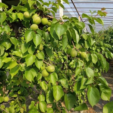 青杏