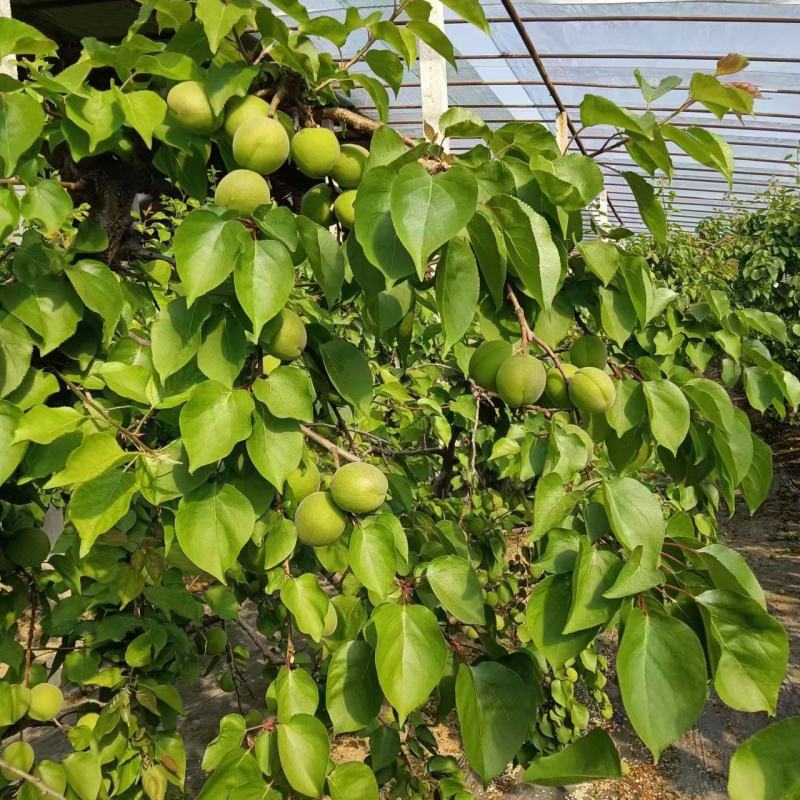 青杏