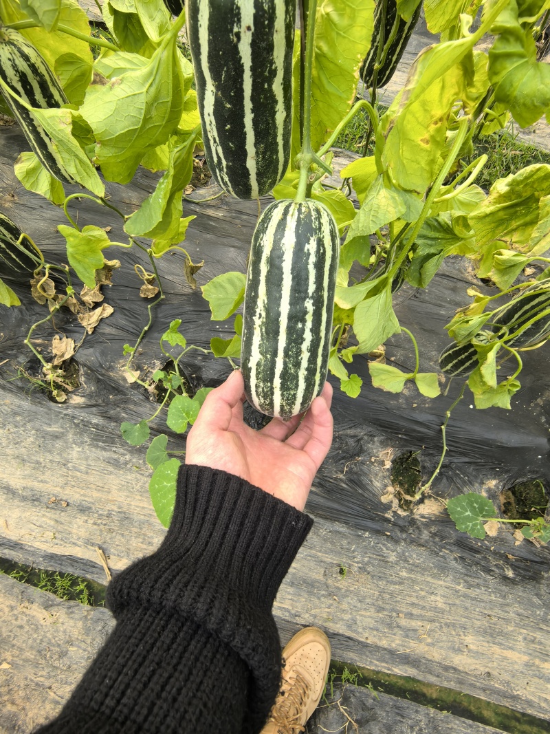 博洋九号甜瓜口感好糖度高对接各大平台保质保量欢迎洽谈
