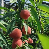 水蜜桃