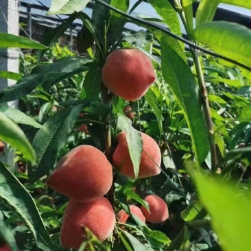 水蜜桃