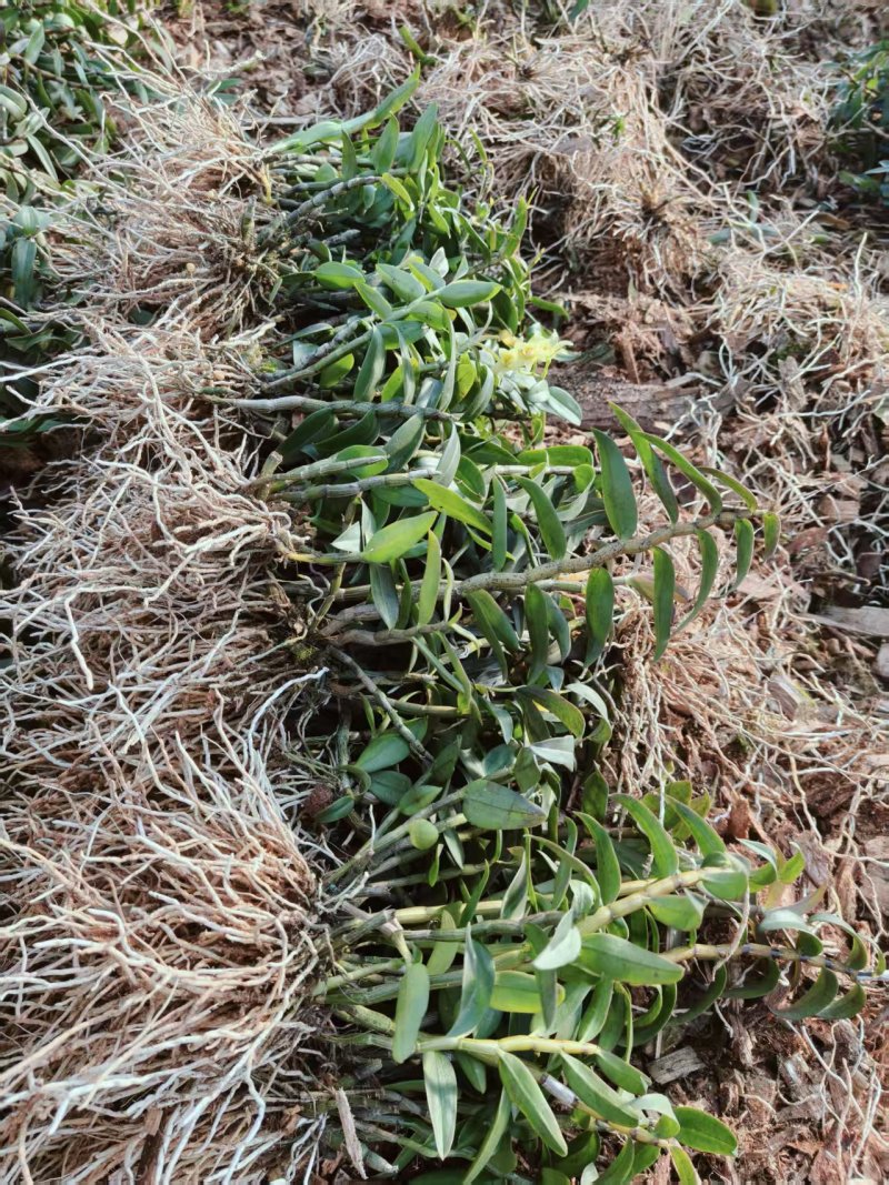 优质2年铁皮石斛苗、基地直发现拔现发量大从优全国发货