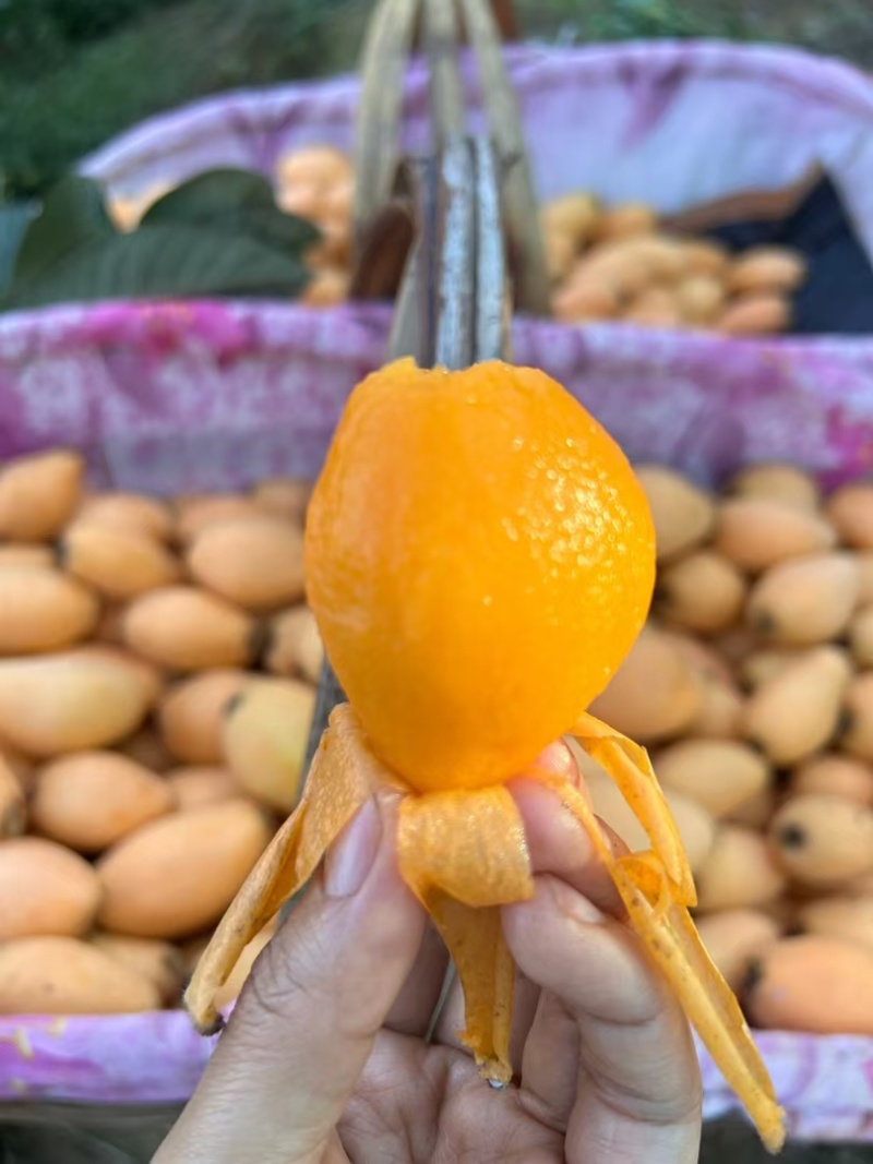 愿家乡的水果走出去