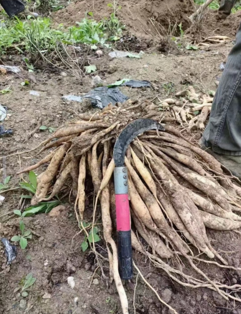 中药材野生药材百部现货供应欢迎咨询