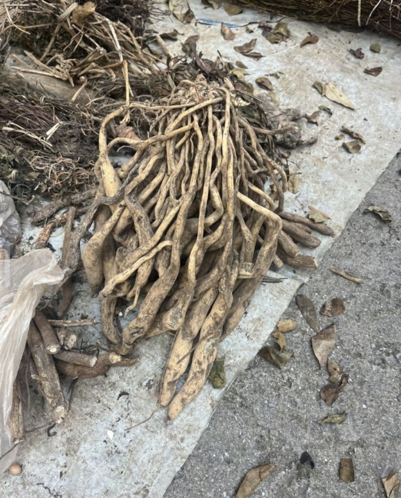中药材野生药材百部现货供应欢迎咨询