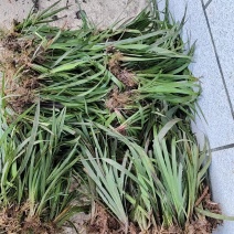红心大叶石菖蒲苗，品种好价值高。
