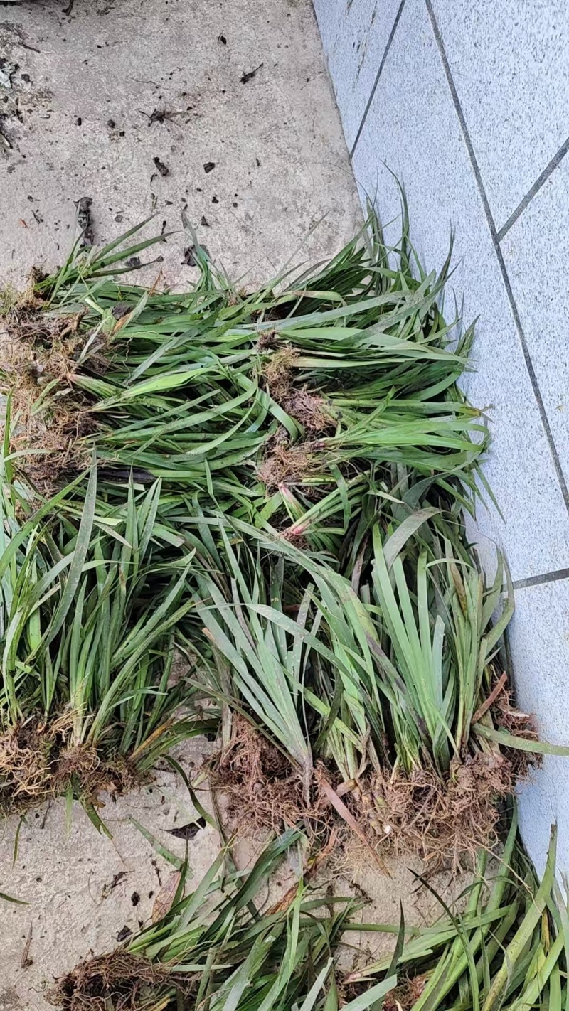 红心大叶石菖蒲苗，品种好价值高。