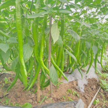 软皮八号线椒，大量货源供应，需要货的联系我
