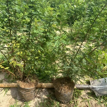 黄刺玫