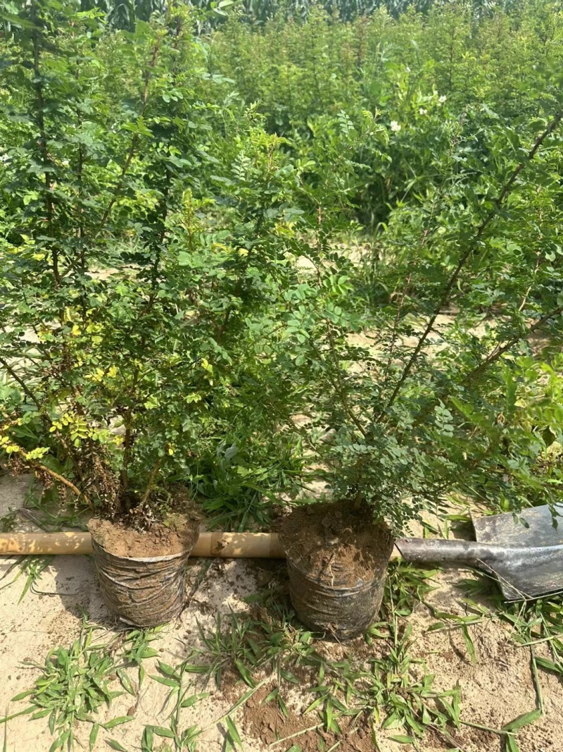 黄刺玫